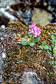 Val dei Ratti, primula irsuta